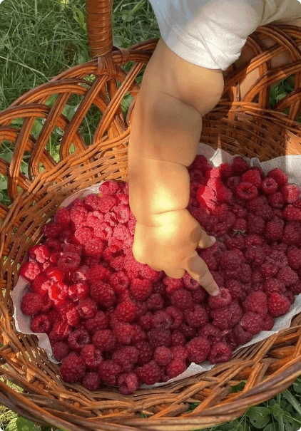 Just-harvested berries from the farm