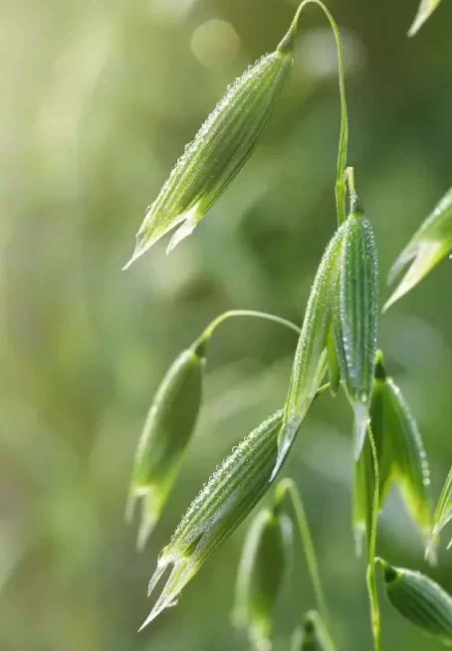 Milky oat, the dew-covered flowering top of the oat grain