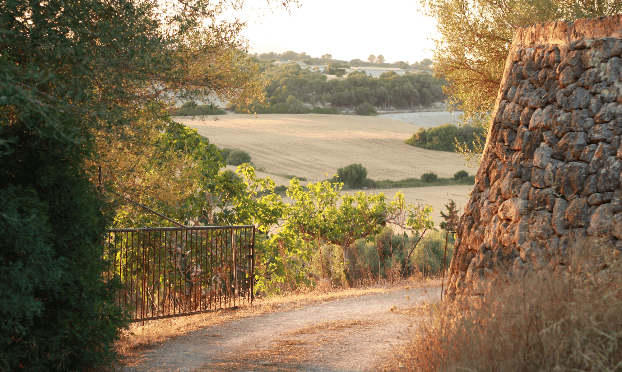 Golden farmland at the edge of the day